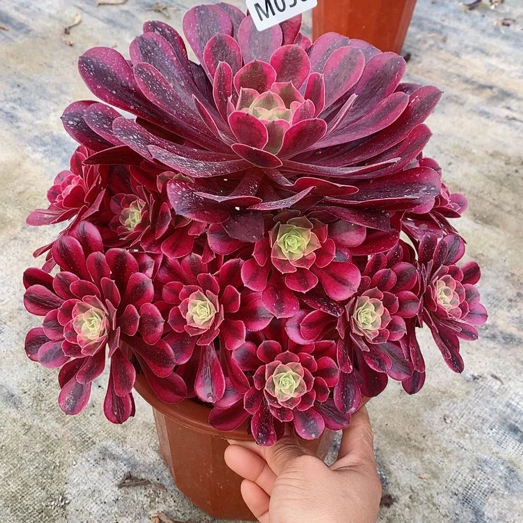 056美杜莎5555555555