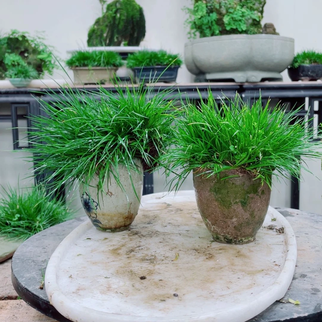 无铅玻璃依**染铁线蕨铁线蕨铁线蕨