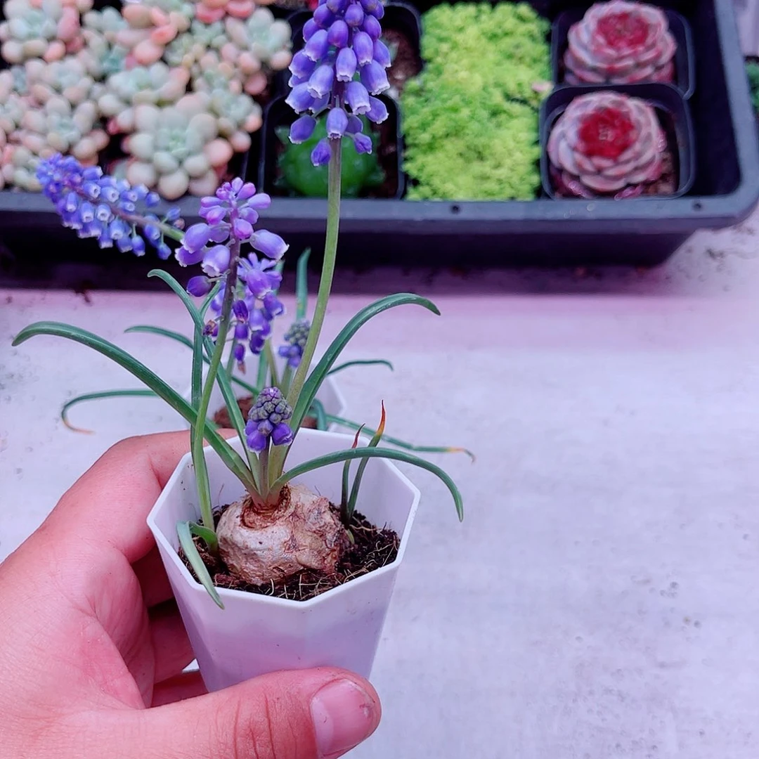 2盆带盆风信子满9.9