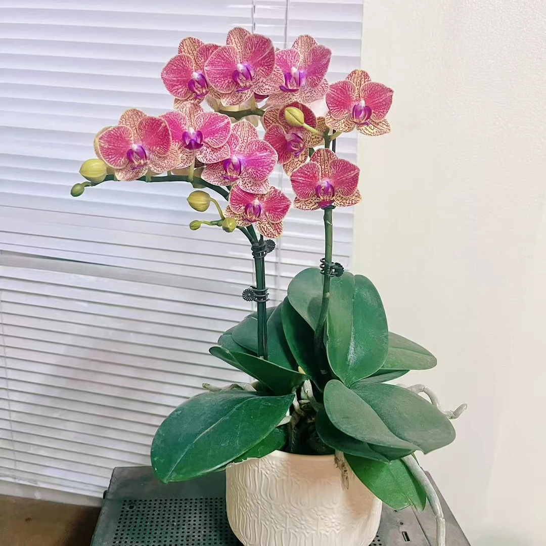 蝴蝶兰【金元宝】两苗2花剑  年宵花 室内花花 广州基地直发