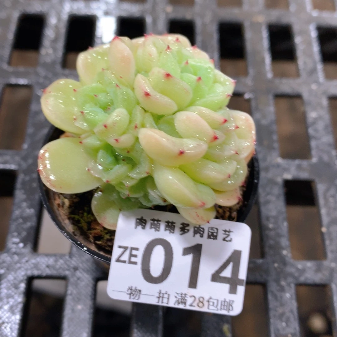 肉萌萌拇指盆精控多肉ZE014