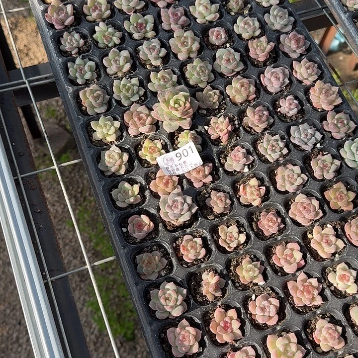 秋***.如图901麦芽糖珍妮穴盘一盘