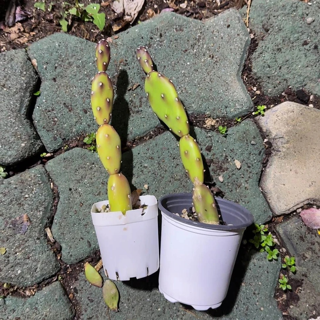 小土人团扇多肉两颗