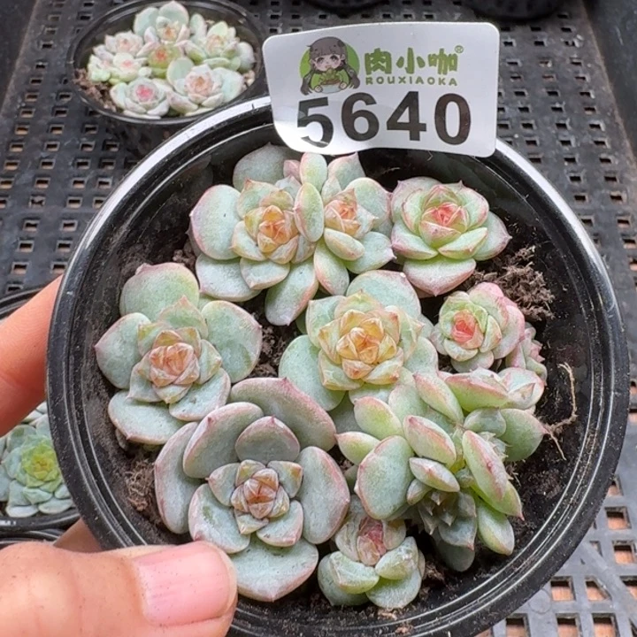 多肉植物多肉植物