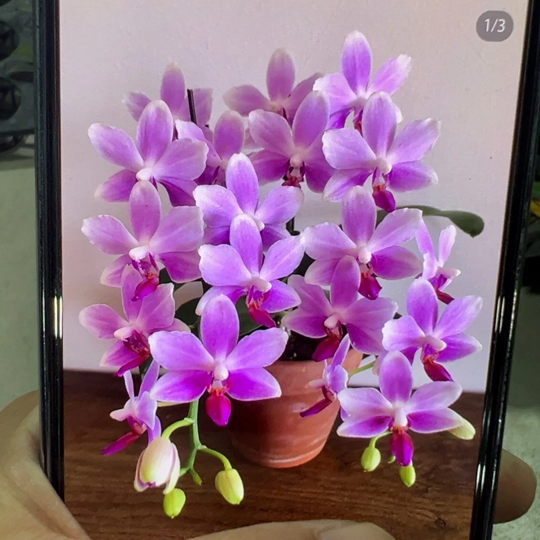 当前无花栽培后可以开花紫水仙，凑单发货