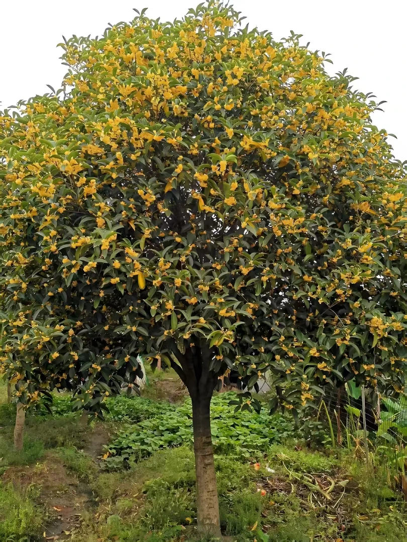树苗庭院观赏中华桂花