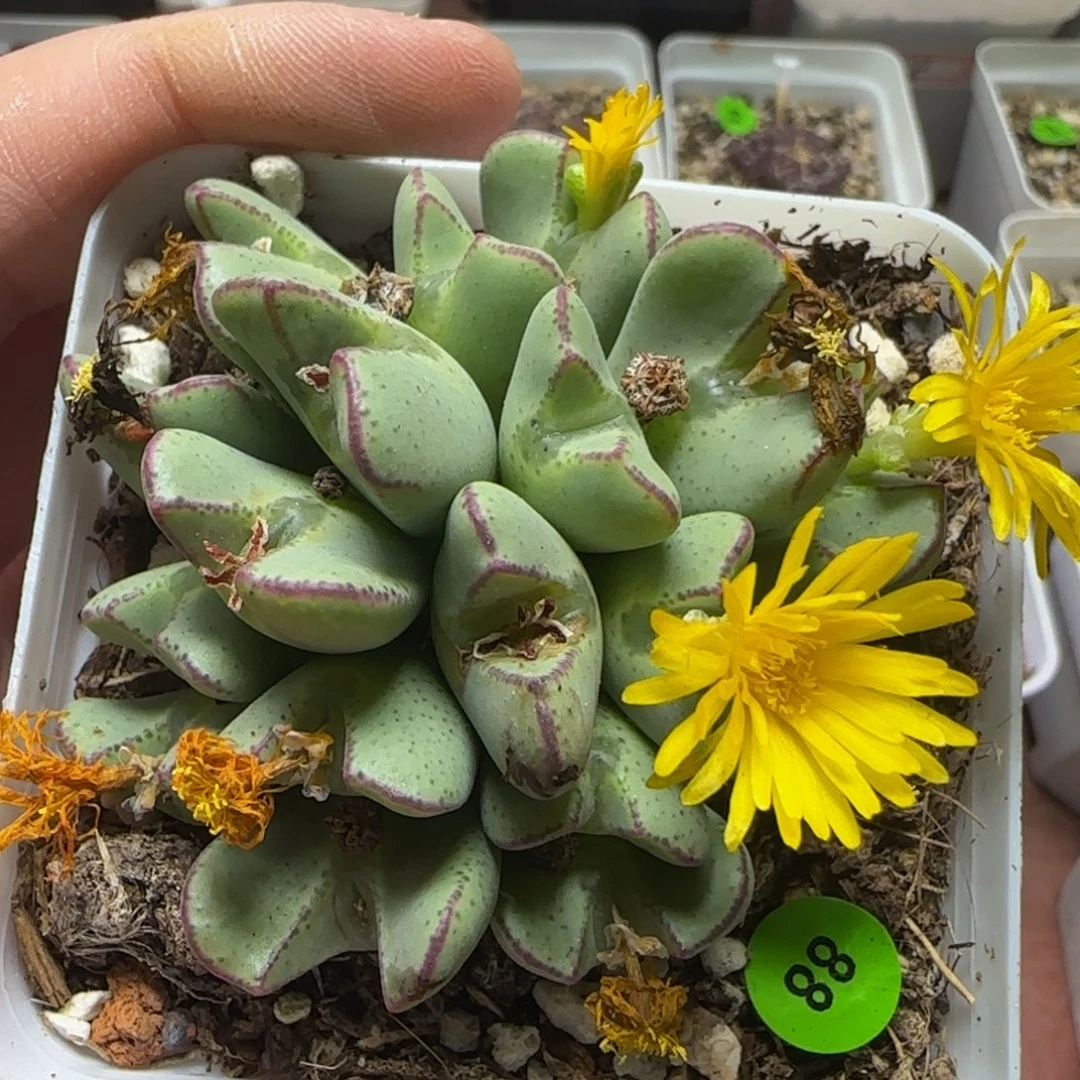 漂漂亮亮多肉植物88