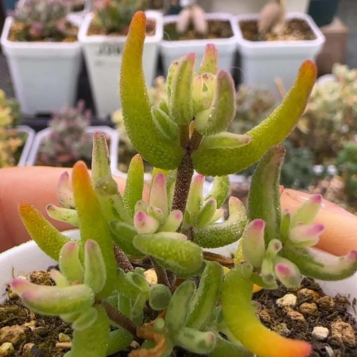 397-彩虹卷植物枝干