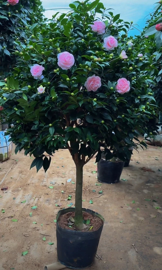 香妃山茶花树苗盆栽浓香型植物带花苞庭院室内开花卉