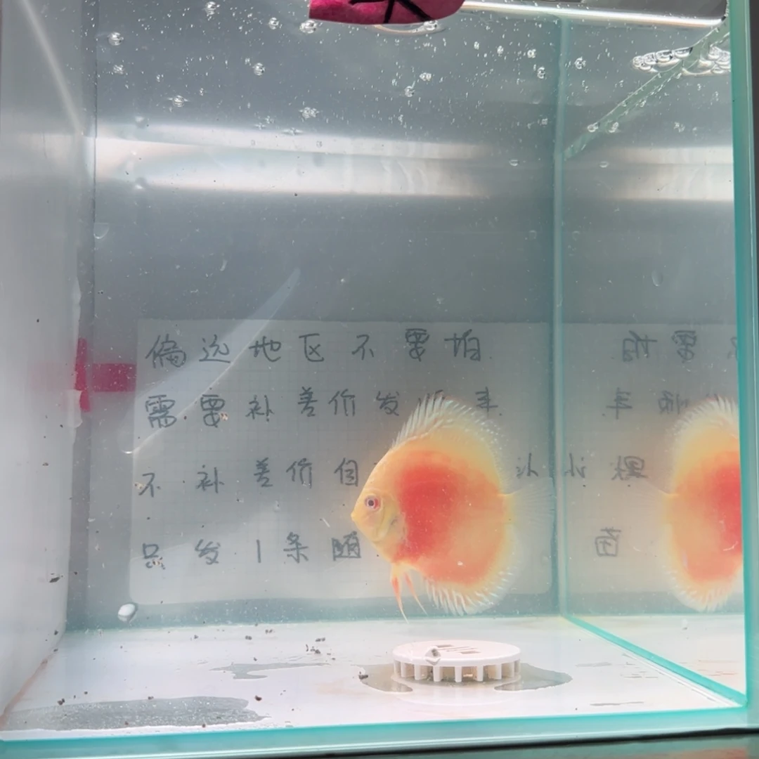 七彩神仙鱼肉身7-8偏远地区不拍