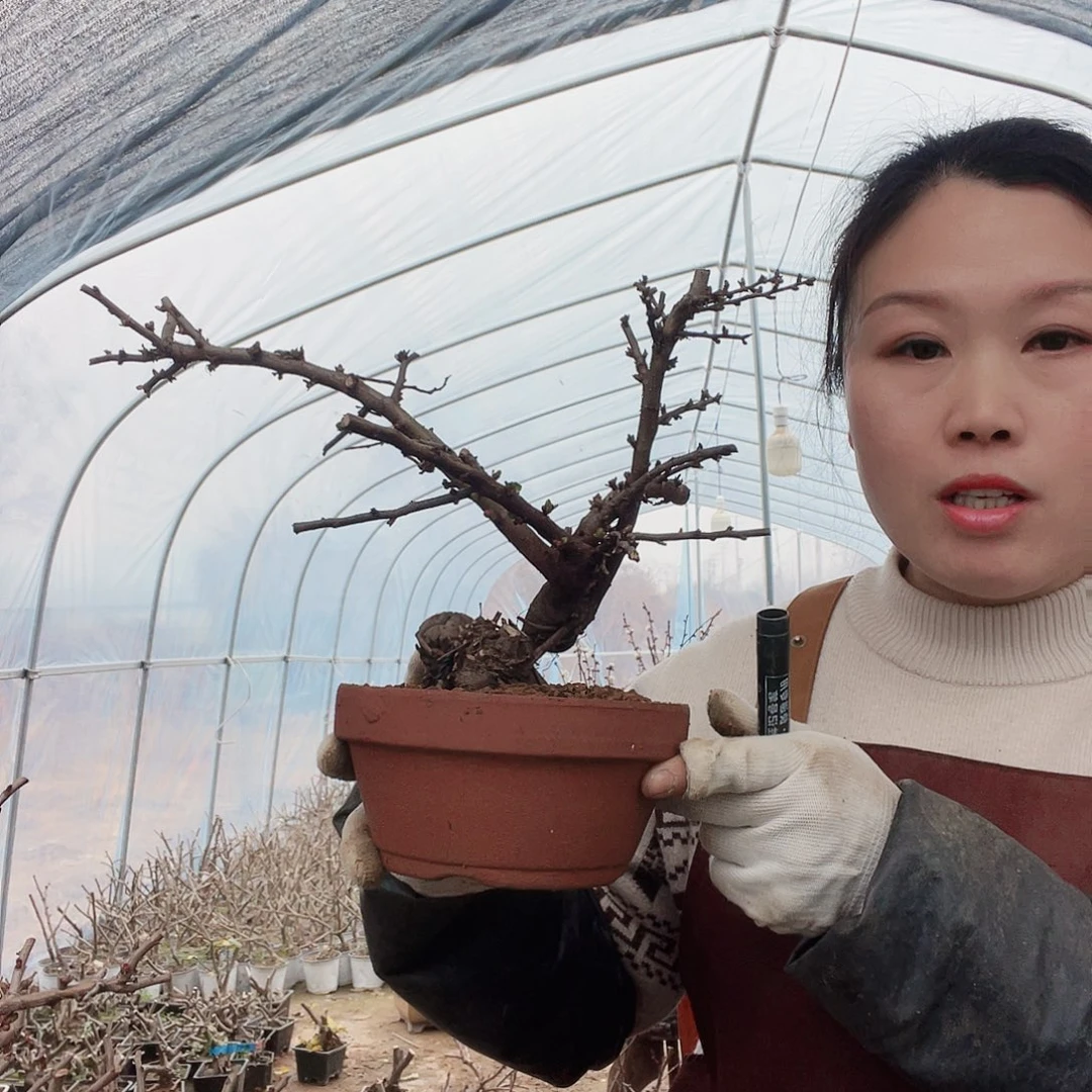 海棠海棠230230230