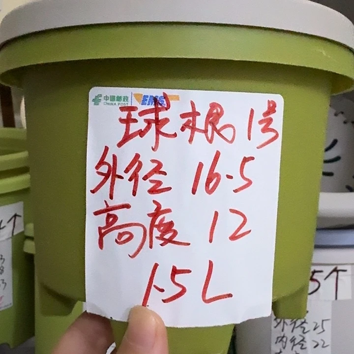球根1号无托7个果绿