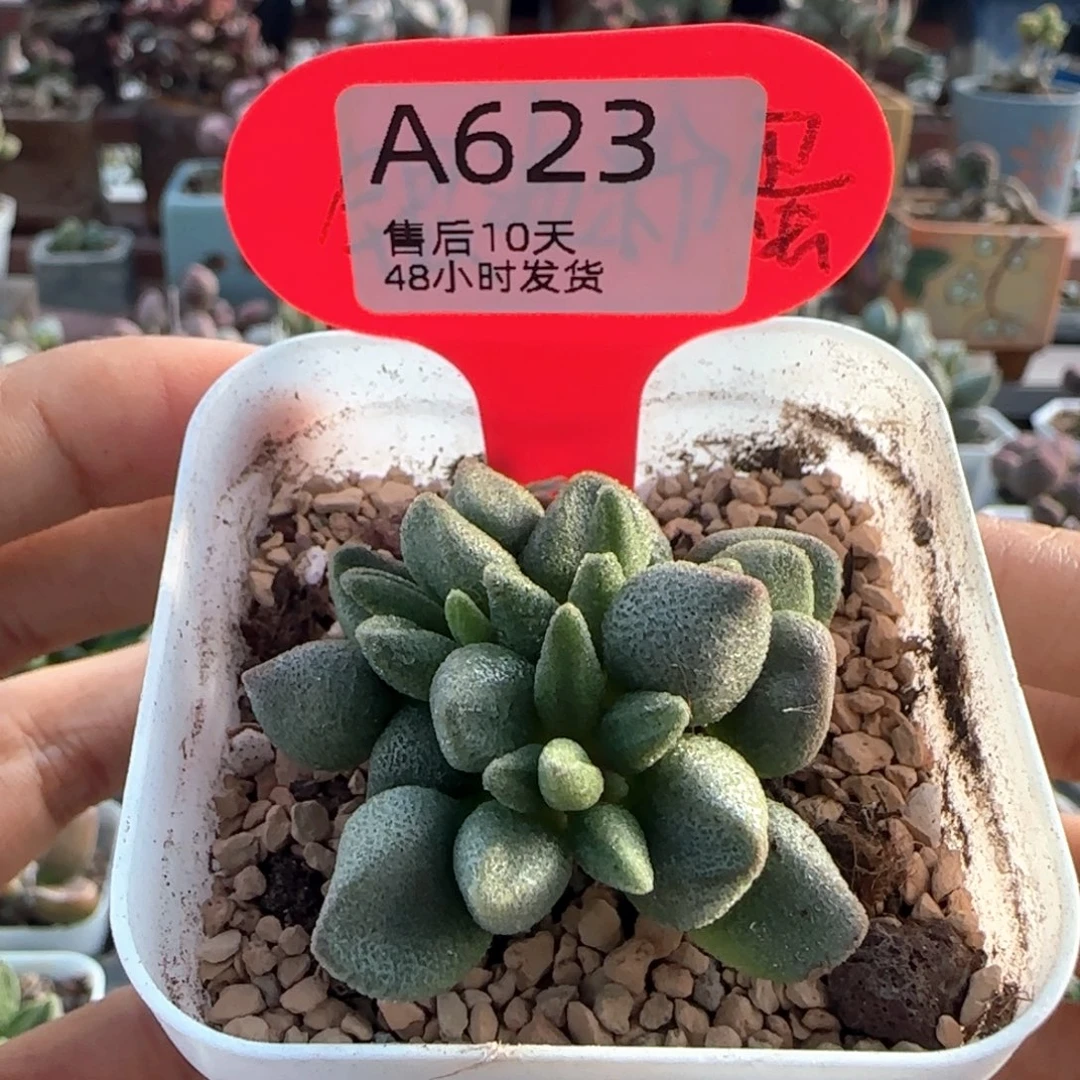 福利。    623。