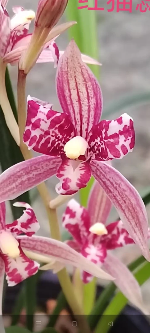 浓香型建兰红花室内绿植兰花苗懒人花卉阳台盆栽春季花卉
