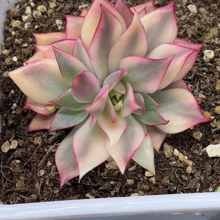 一*子多肉锦十一级福利