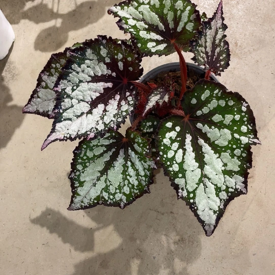 无花朵蒂芙尼的早餐
