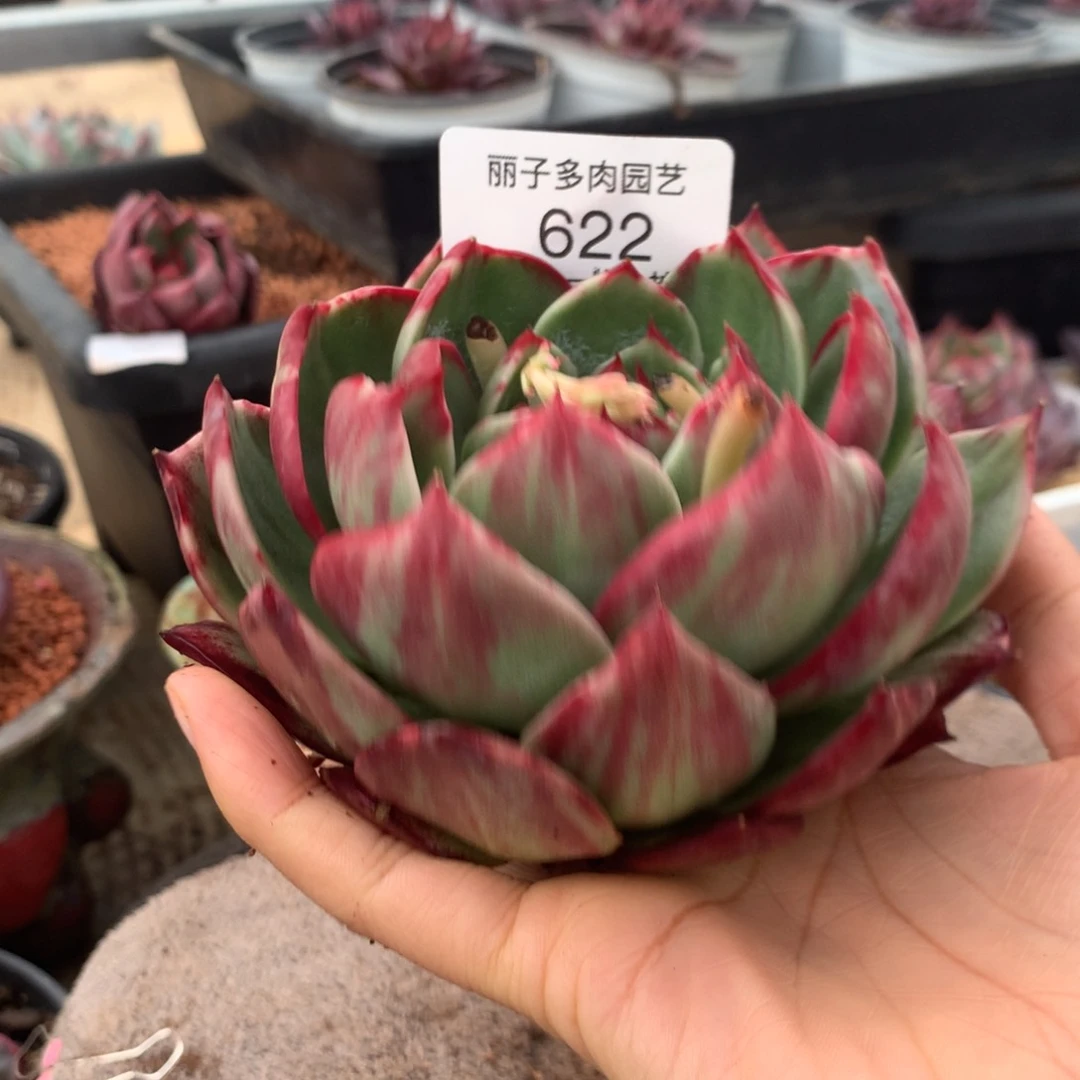 兔*622补差价611的，多肉植物
