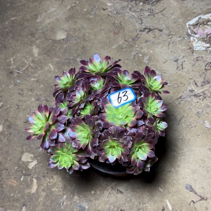 王***慧多肉植物断枝不包63