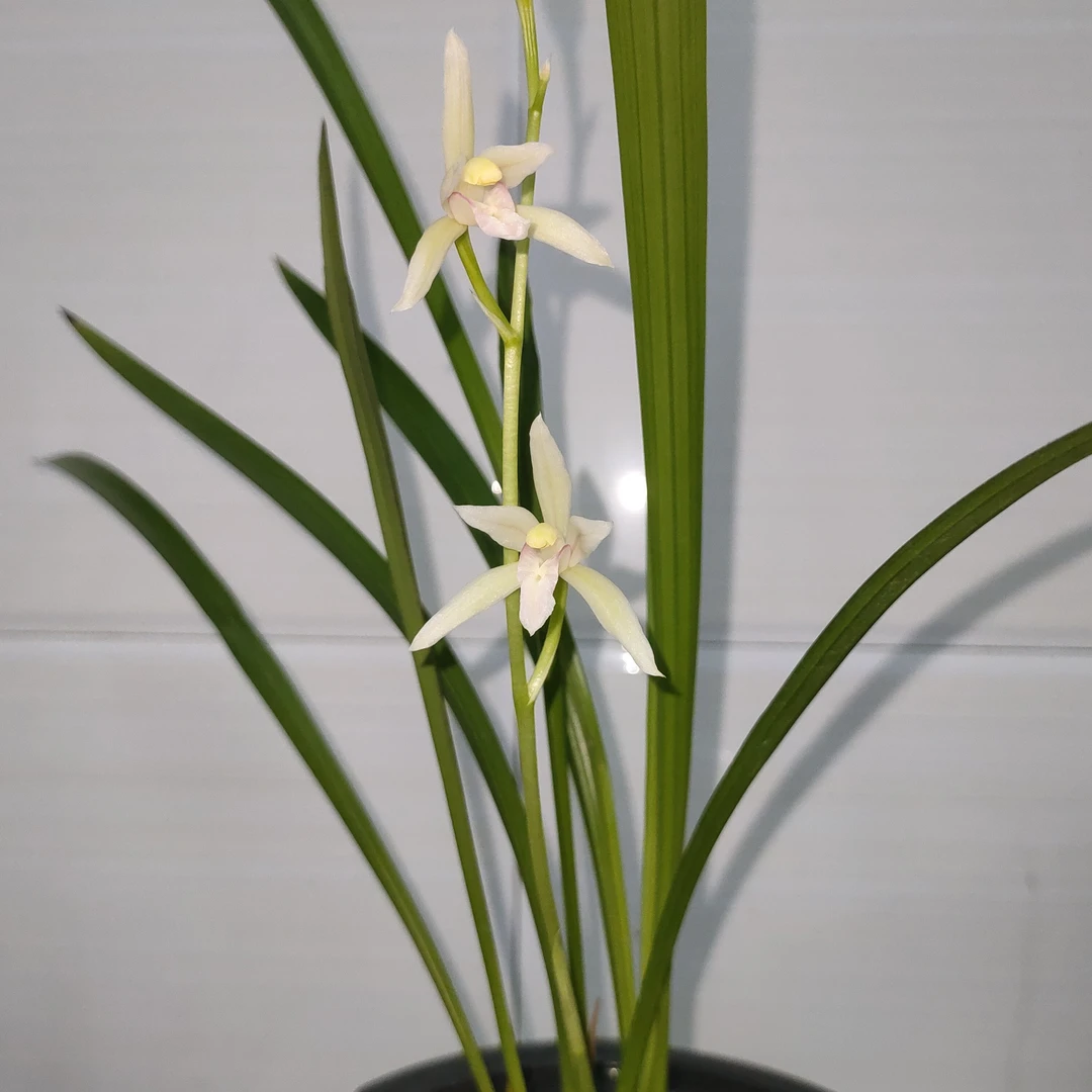 直播间绿植花卉一物一拍兰花盆栽兰草建兰客厅室内
