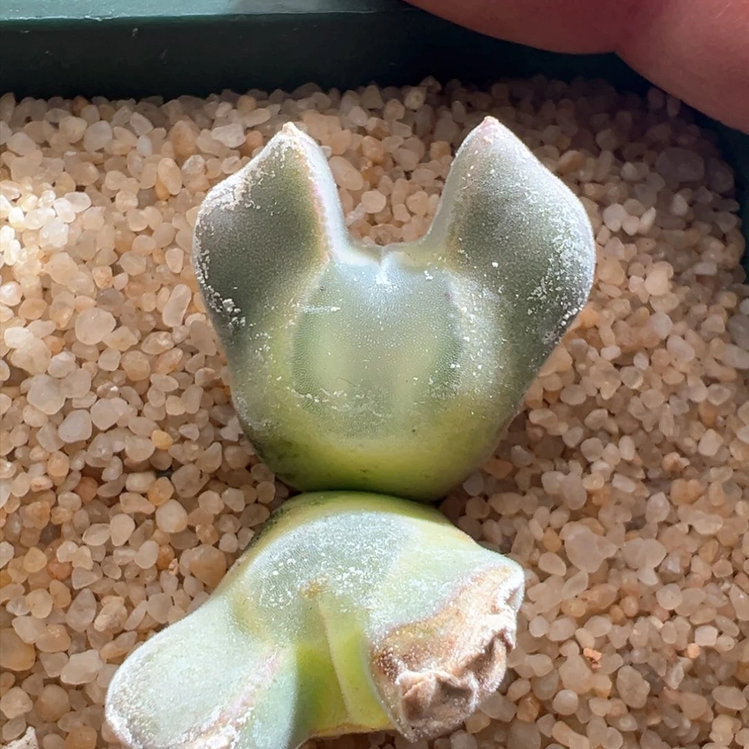 934。青蛙优选大眼空蝉母本群 拆头。带盆土