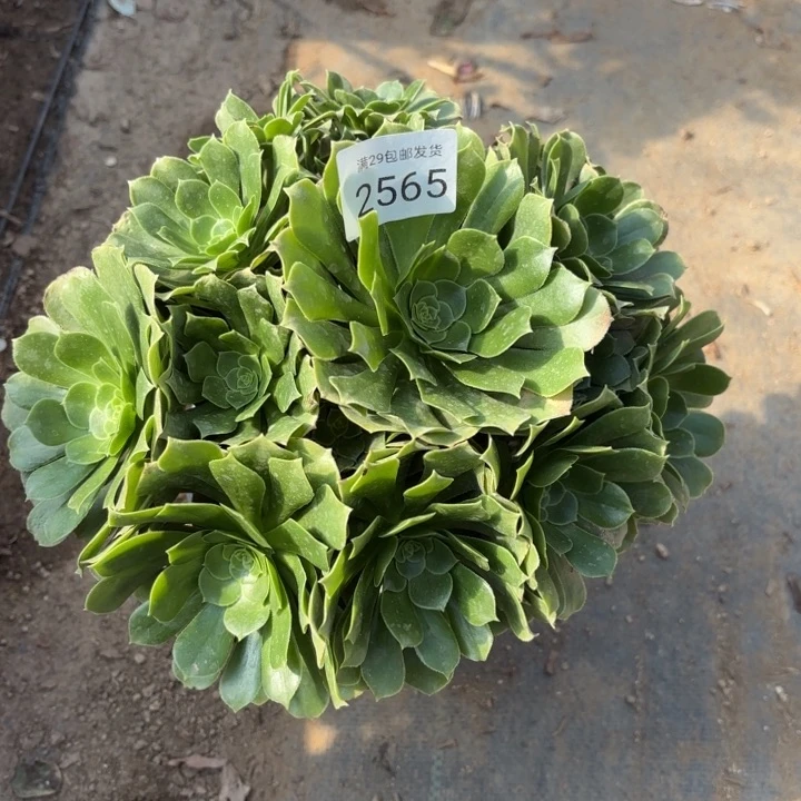 绿羊绒多肉法师2565