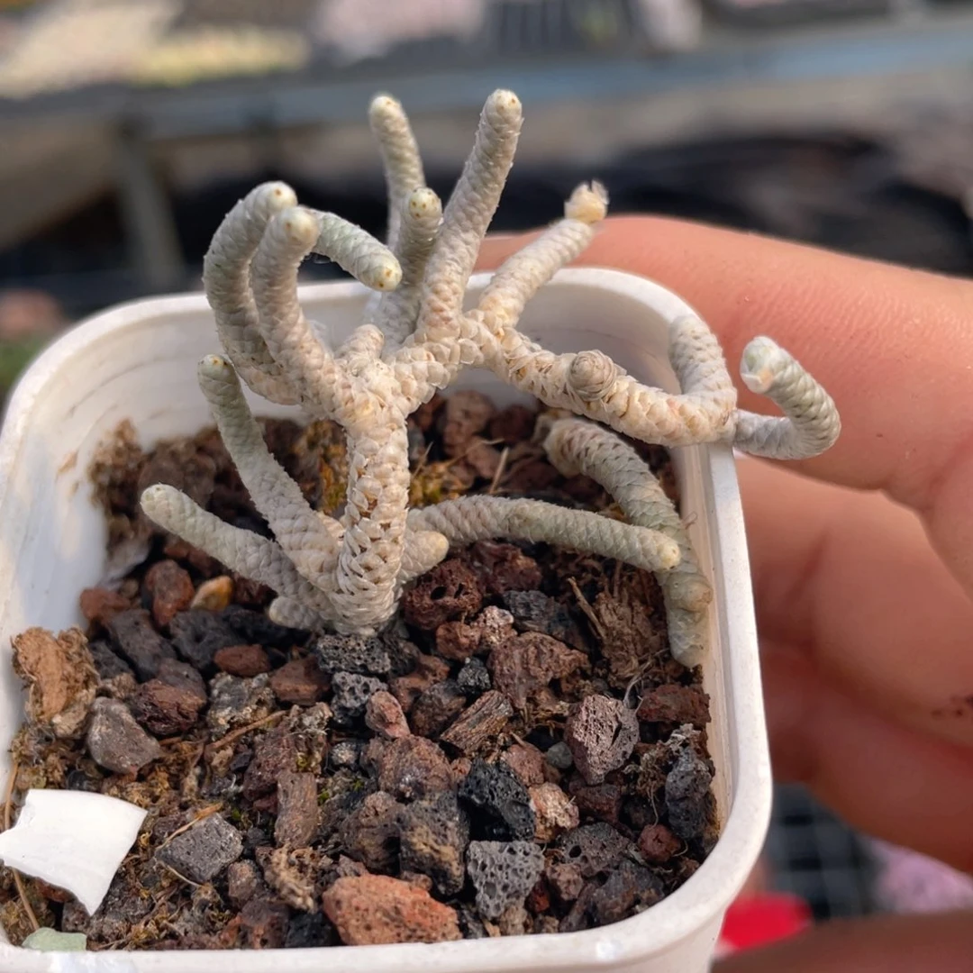 银蚕多肉9.9包邮