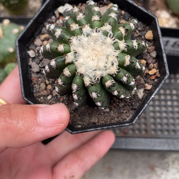 189奇特球仙人球植物