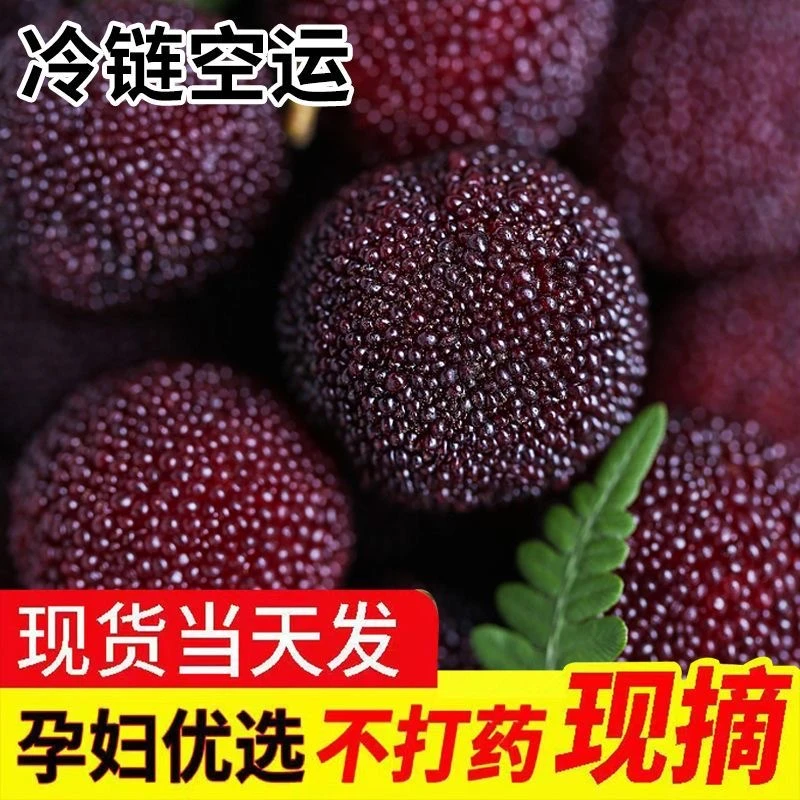 当季福建浮宫杨梅大果新鲜冷链空运东魁中梅送礼盒装孕妇应季水果