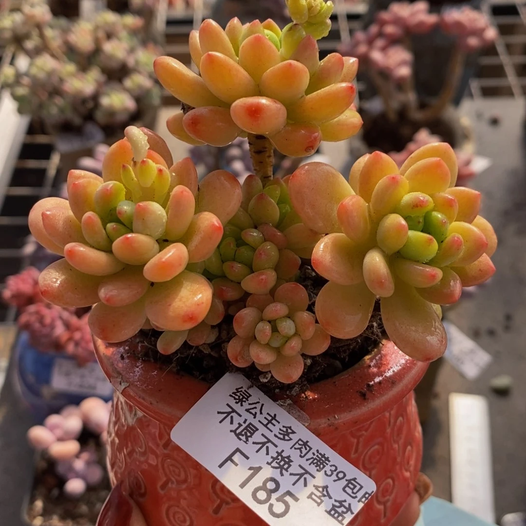 香格里拉185/8c m