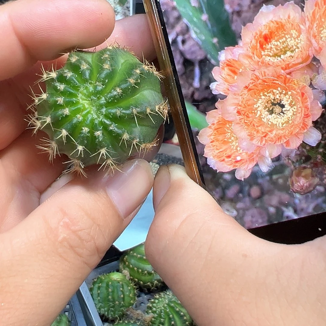 肥牛丽花属仙人球侧芽一颗