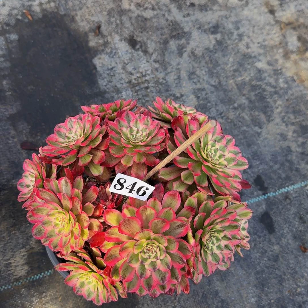 000846莫琪丛林多肉植物