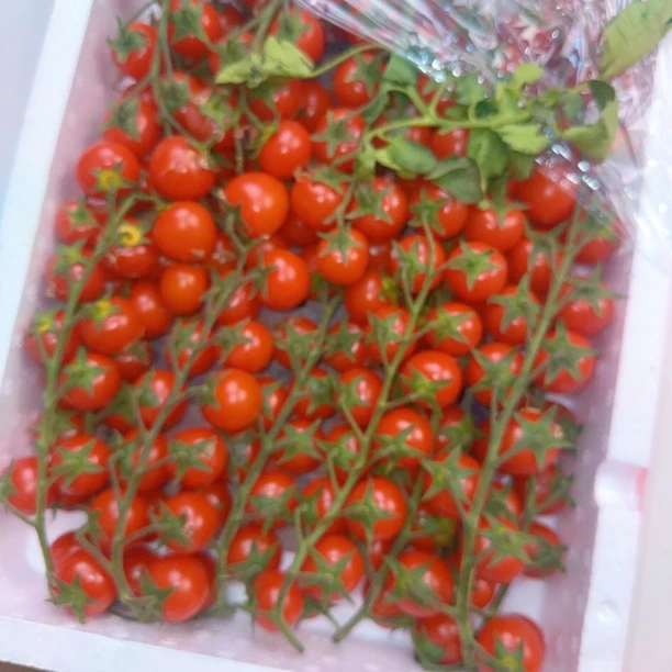 串红一斤12.9元串枝番茄山东省