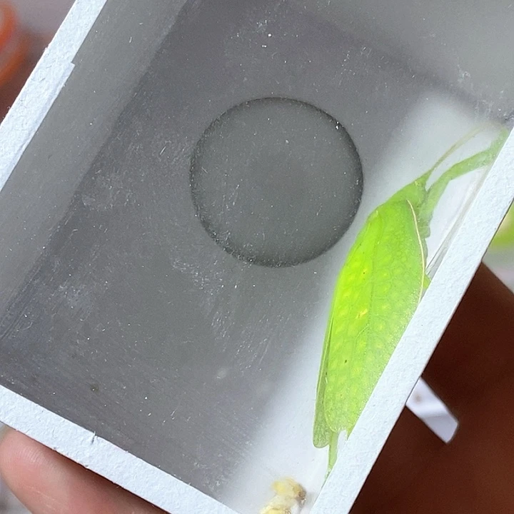 翡螽-z xu b b n