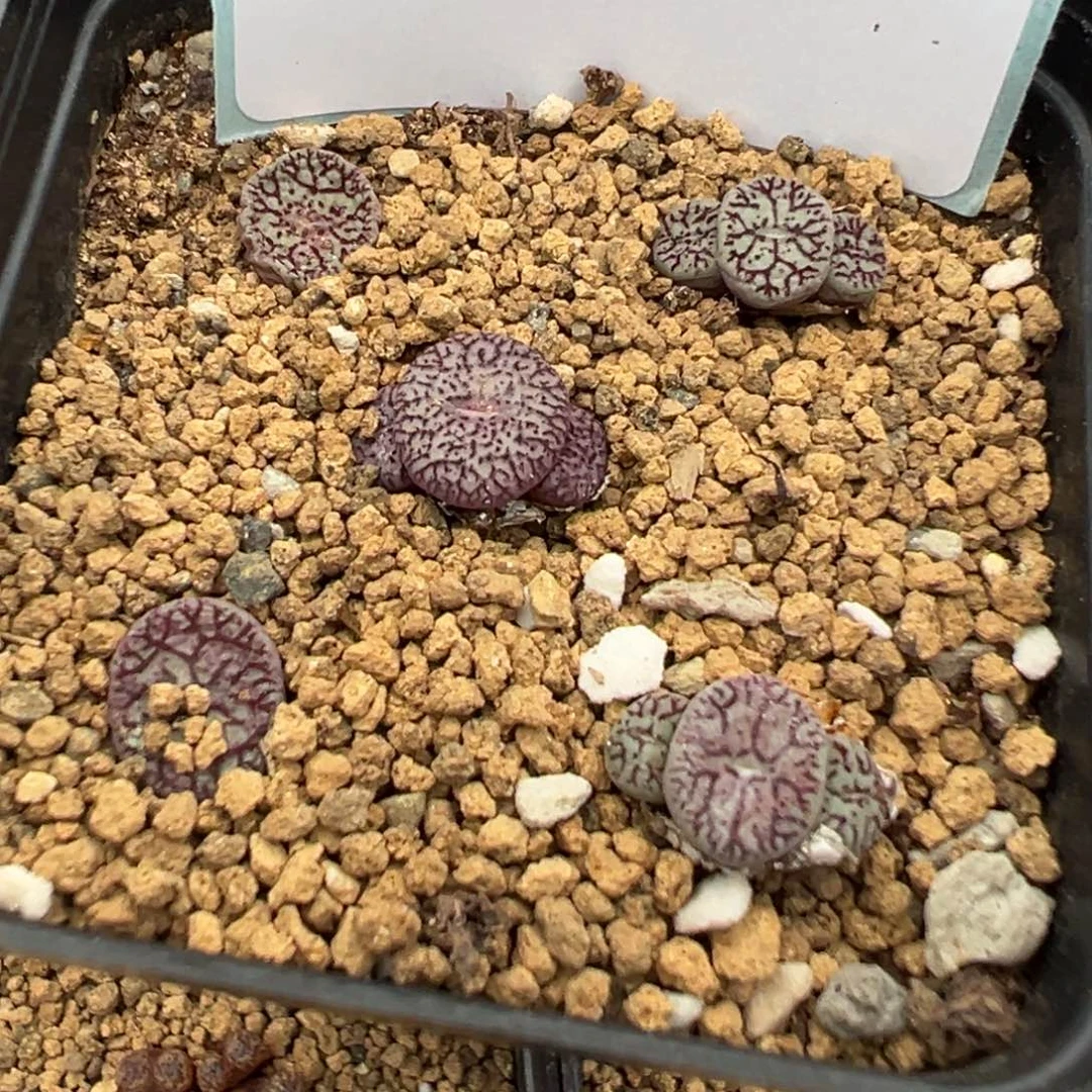 24-114肉锥多肉植物