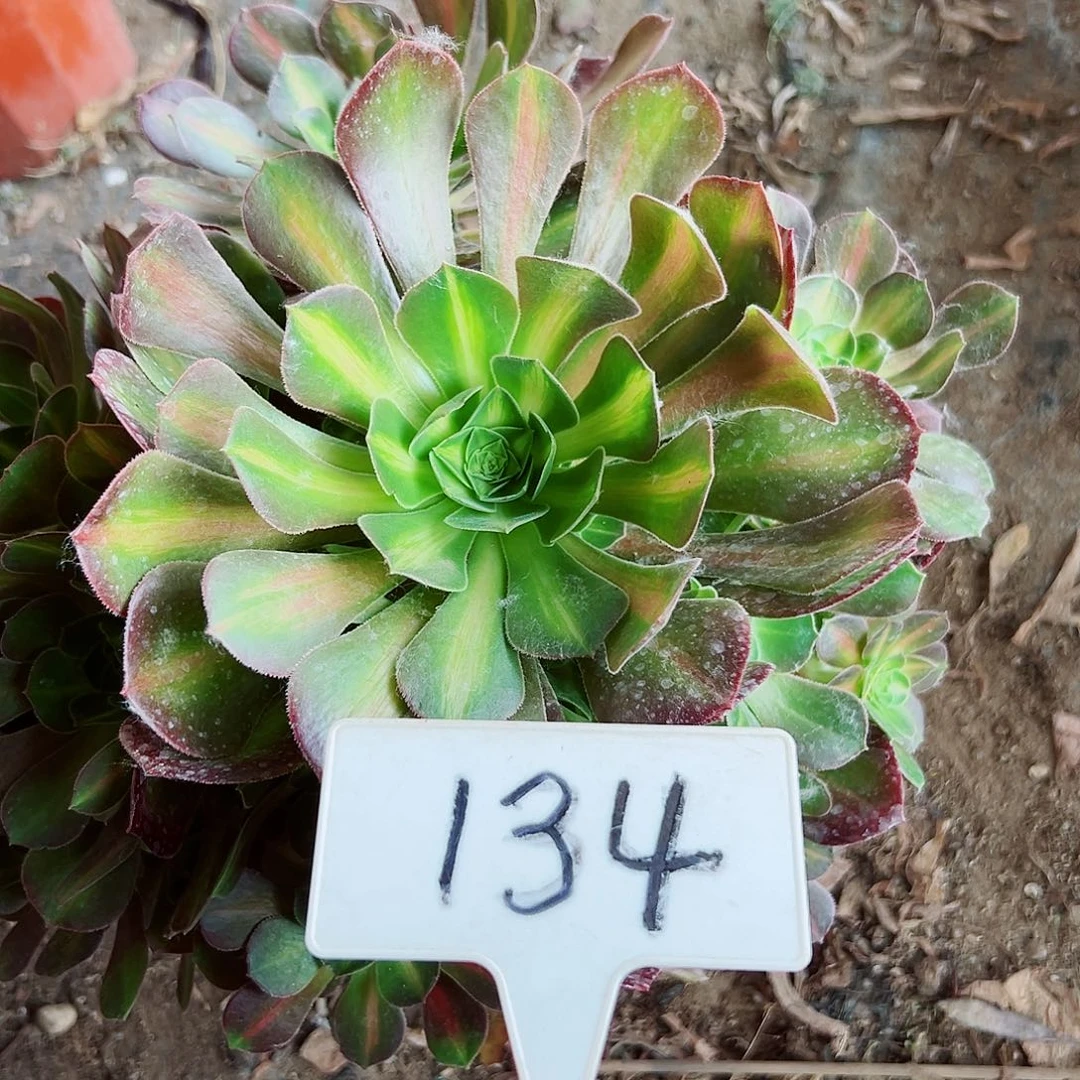 多肉植物粉女巫中班