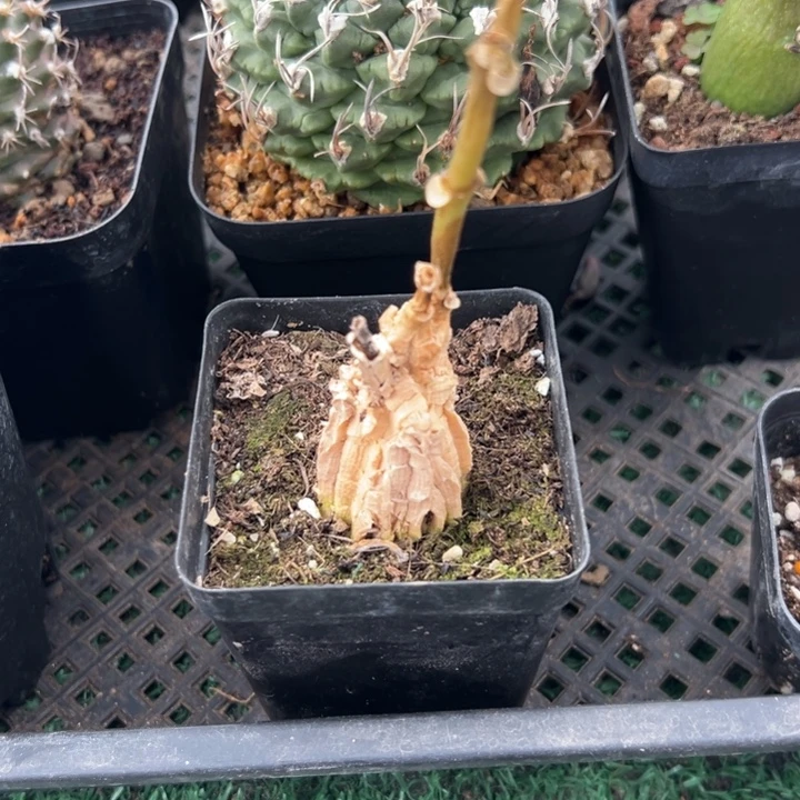 龟甲萝藦，一物一拍带盆