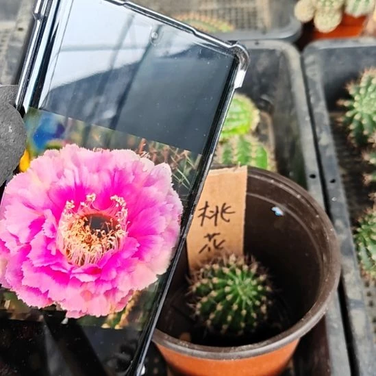 彩草桃花洛侧芽仙人球5厘米左右