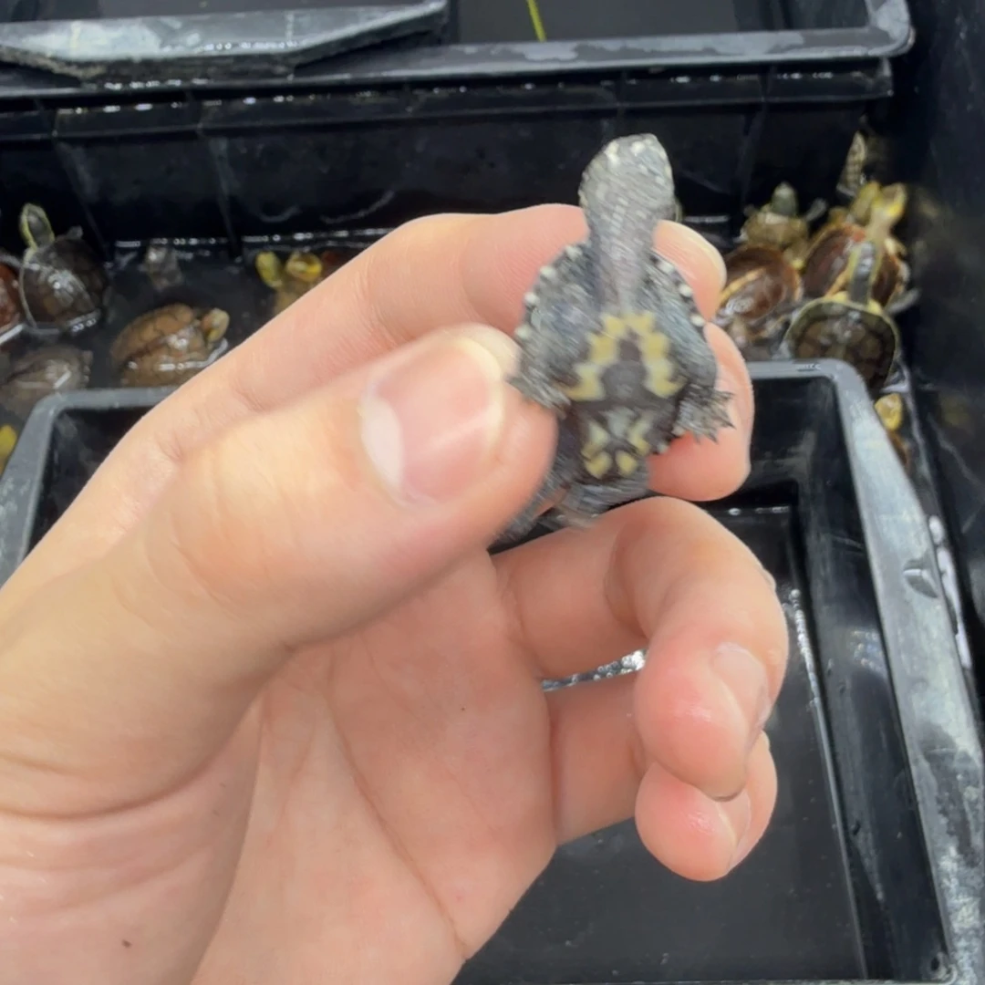 不分公母宠物龟麝香