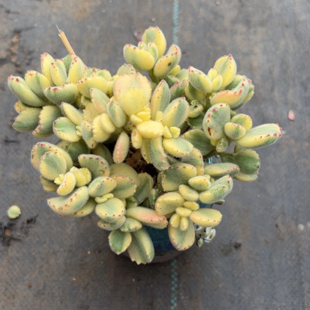 Y****中231多肉植物组合盆栽