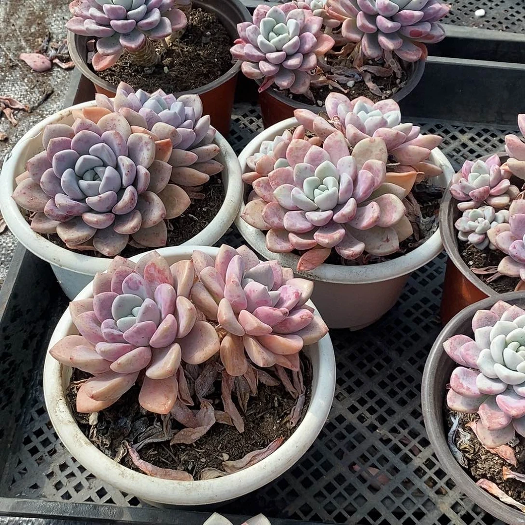 花斑鹿3颗多肉植物