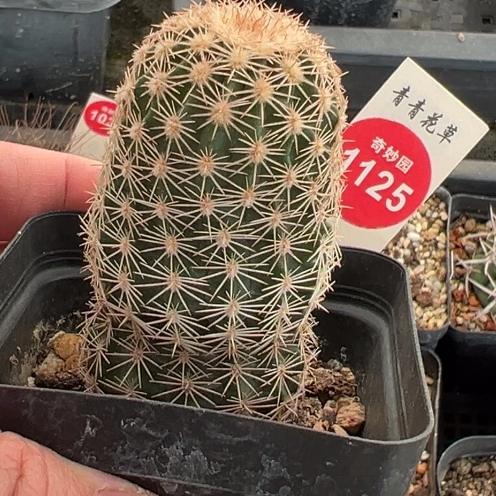 实生皇冠虾3.6cm一棵仙人球