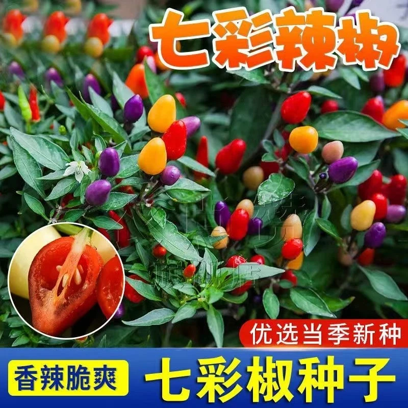 七彩辣椒种子七彩辣椒种子农家蔬菜阳台盆栽田园种植种子朝天椒