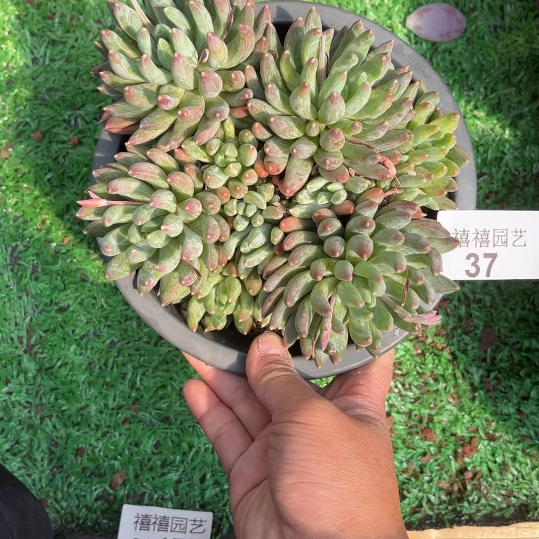 37炫彩星多肉植物