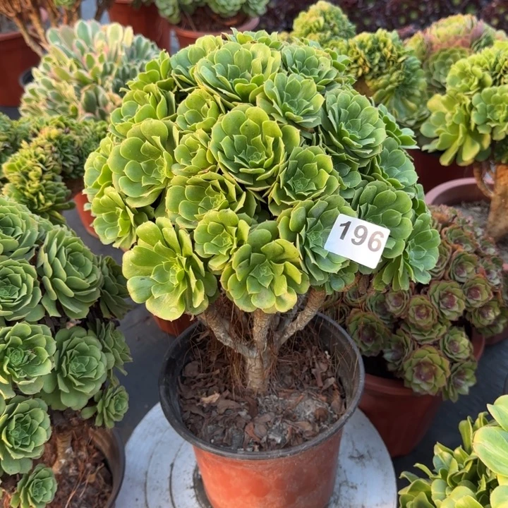 希***@多肉植物绿朵朵196