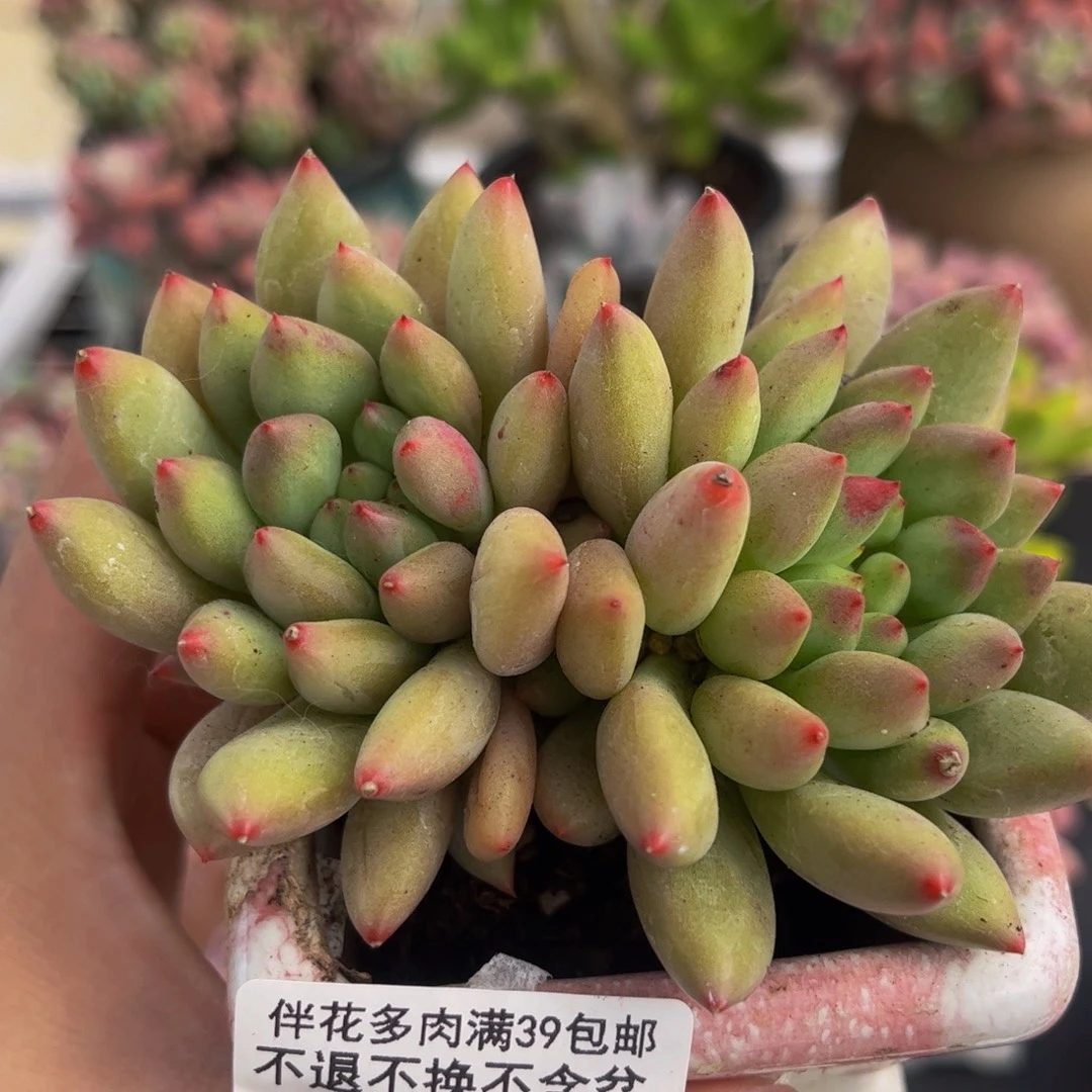 021-鲸鱼姬多肉8cm