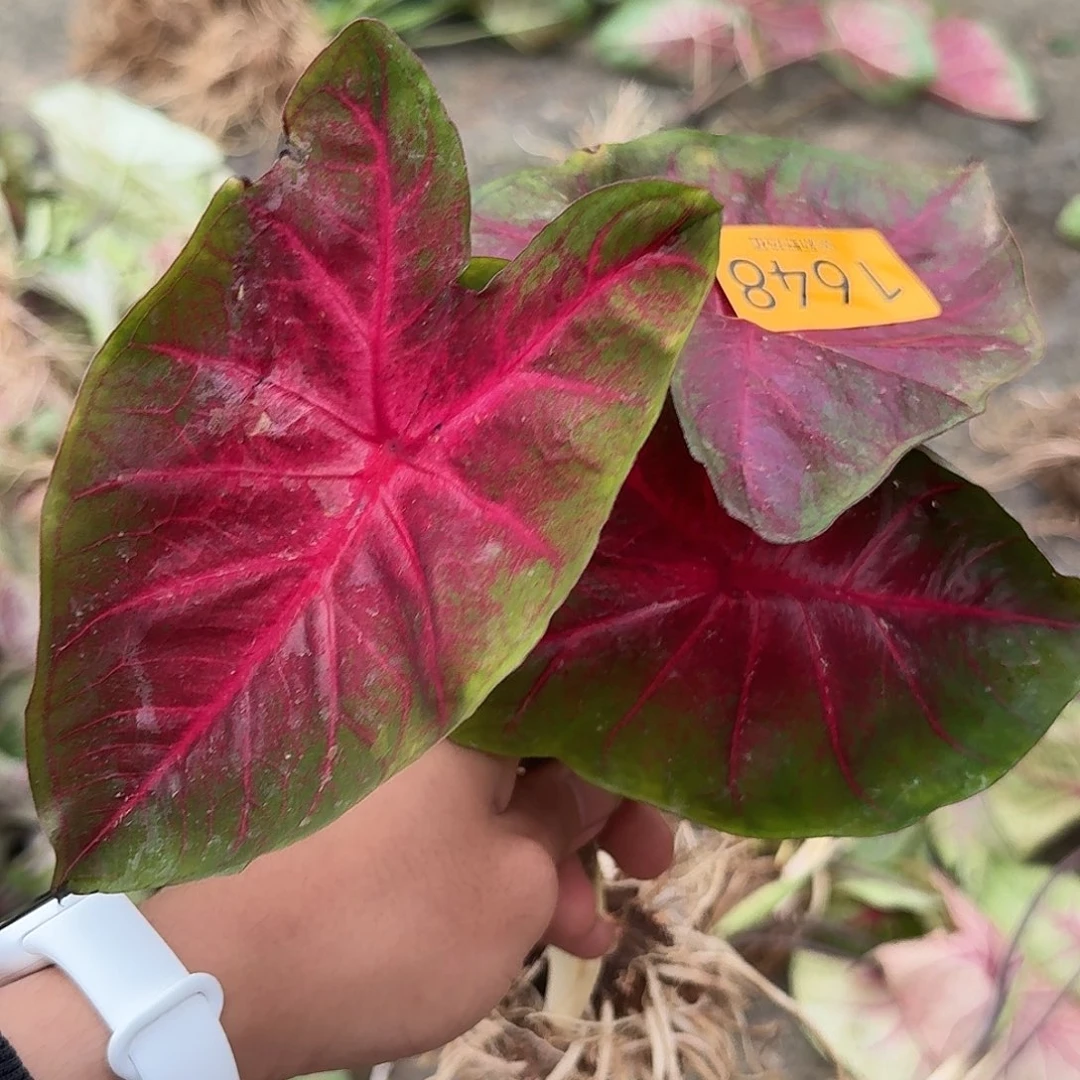 完全开放1648热浪裸球不售后