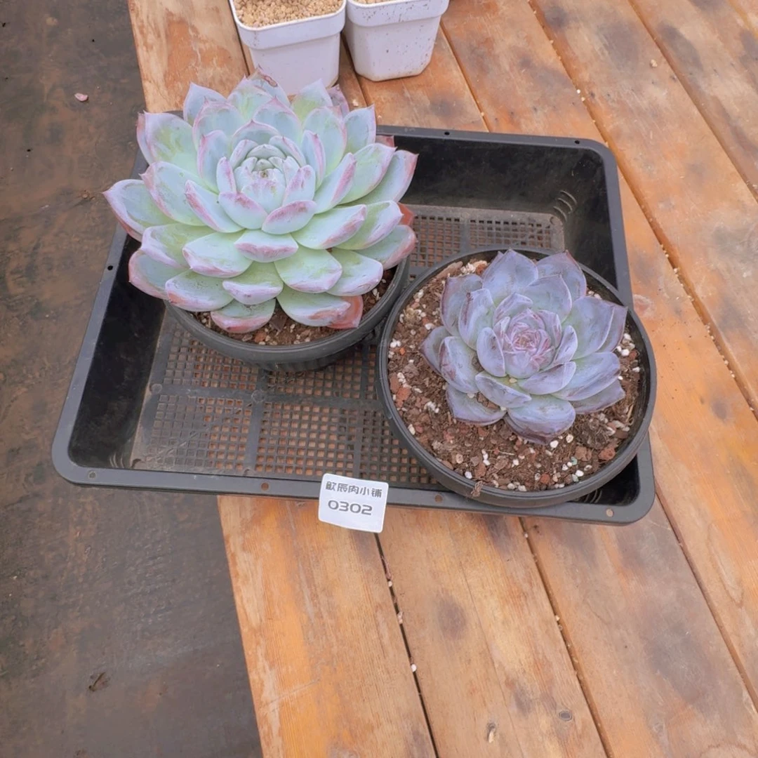 星****多肉植物卡系两颗0302