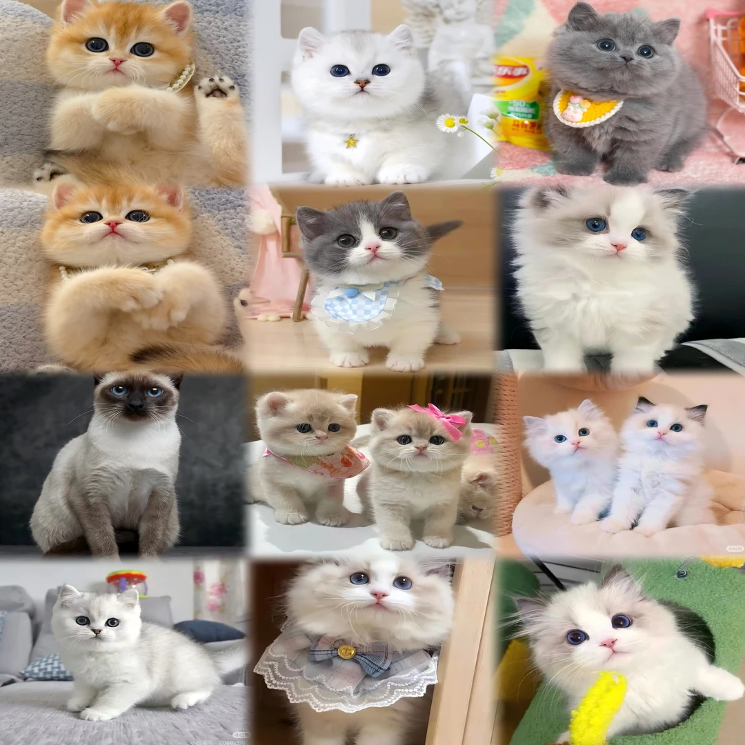 长毛矮脚短毛矮脚三花猫布偶猫金渐层健康可爱猫咪宝宝活体萌宠