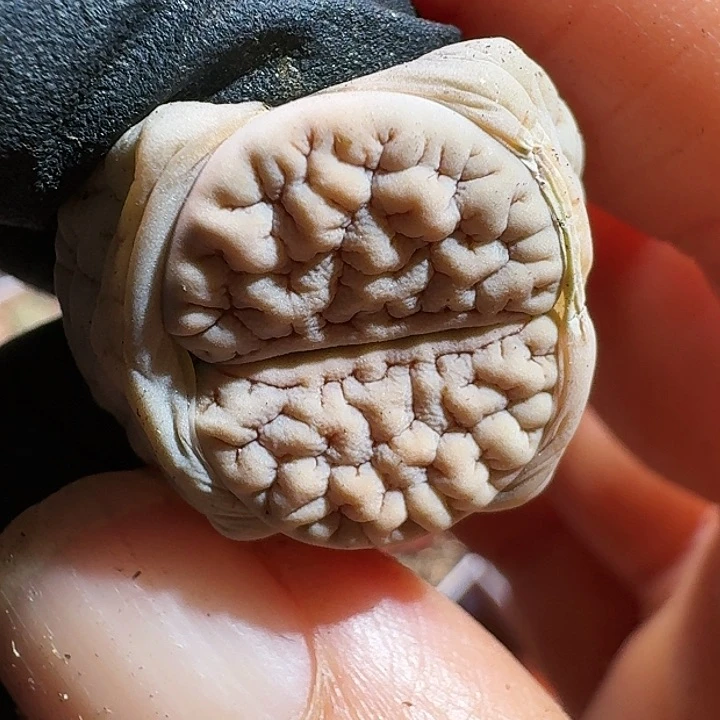 生石花15587。 375