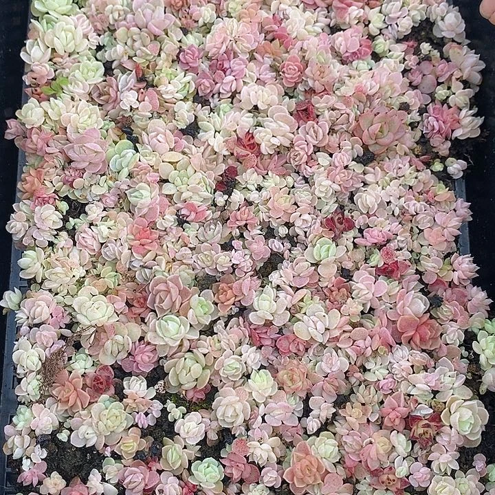 34 多肉植物盆栽花卉植物